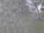 grave reflections 2.jpg (29kb)